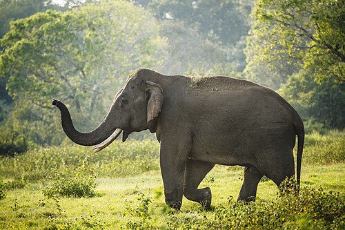 Sri Lankan elephant
